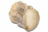 Fossil Mosasaur (Platecarpus) Vertebra - Kansas #382062-1